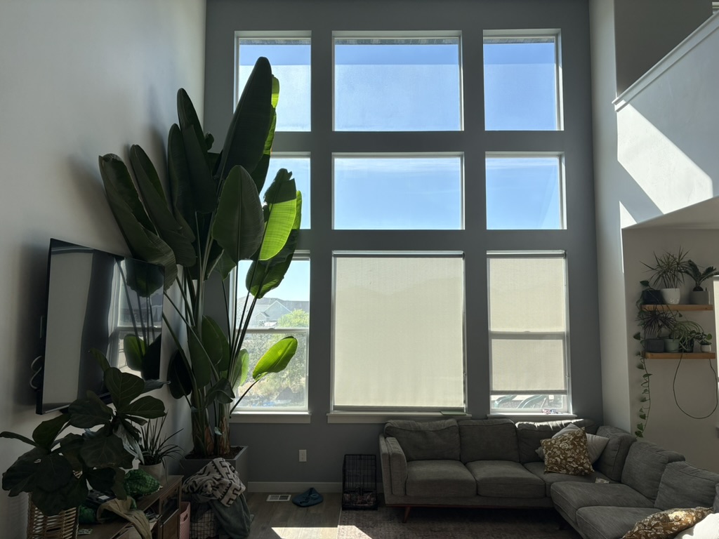 Fred, James’s tall bird-of-paradise plant, in his living room
